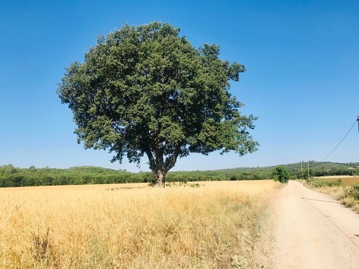 viradabrue_arbre
