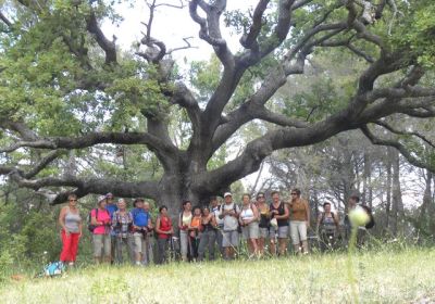 Forêt communale de Peygnier