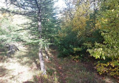 Forêt Domaniale De La Gardiole 