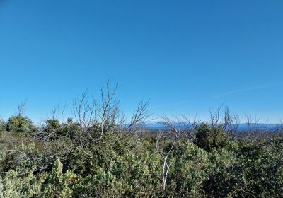 Le Gascon