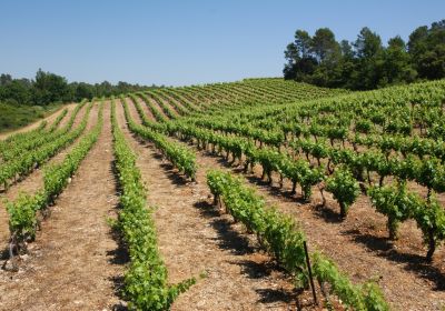 Les Montauts De Rouvède 