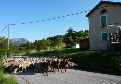 Transhumance à La Colle