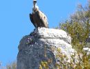 Vautour de la montagne de Lachens